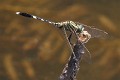 J19_1503 Orthetrum sabina male